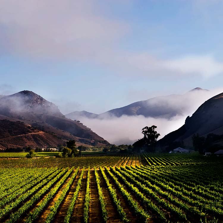 Bien-Nacido-Vineyard-Morning-Fog