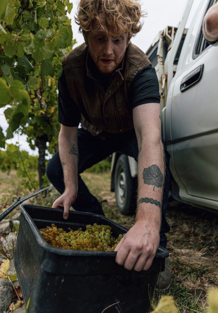 Knox Clendenen bends over to pick up a bin of freshly picked Chardonnay grapes while working Harvest in New Zealand.