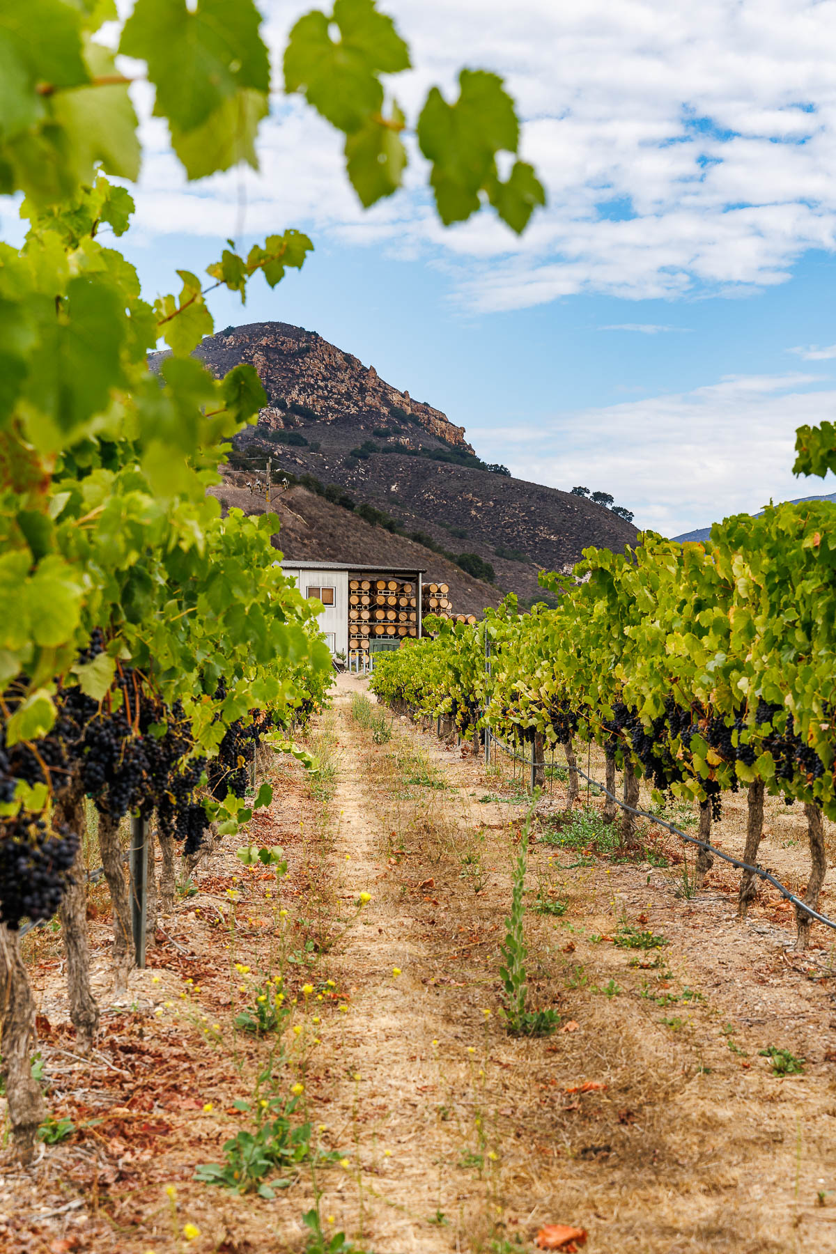 Au Bon Climat Winery Clendenen Family Wines Award-winning Wines