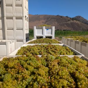 Stacks of Harvest Lugs filled with Los Alamos Vineyard Chardonnay arrive on site for an early kick off to Harvest season.