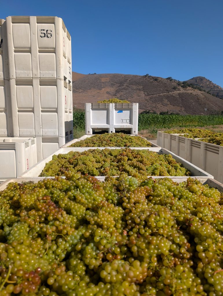 Au Bon Climat Winery