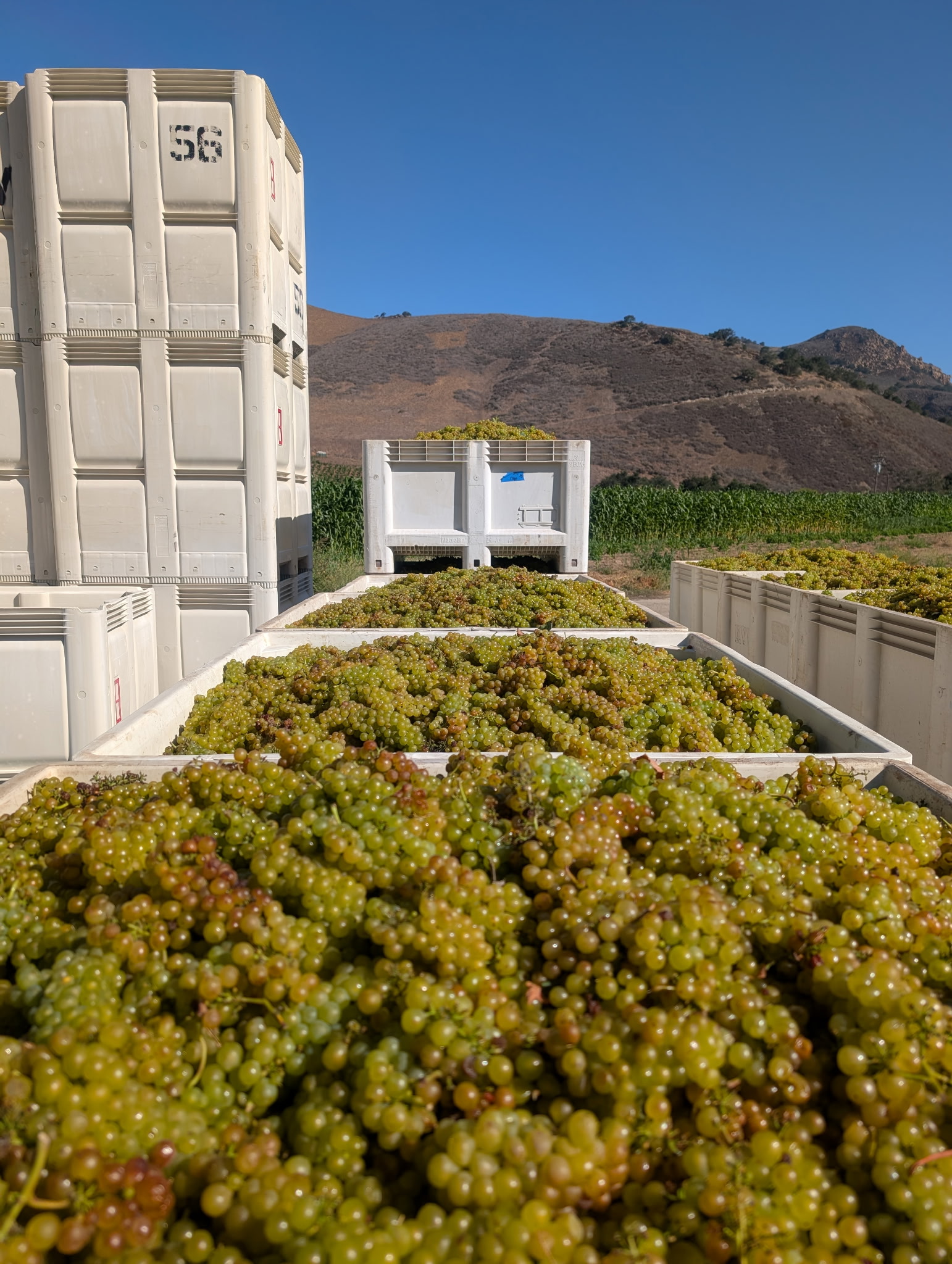 Stacks of Harvest Lugs filled with Los Alamos Vineyard Chardonnay arrive on site for an early kick off to Harvest season.